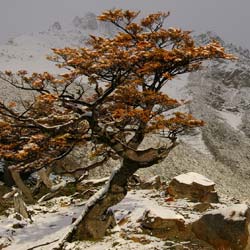 nothofagus antarctica